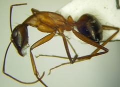 Camponotus sanctus