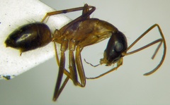 Camponotus sanctus