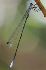 Labidiosticta vallisi