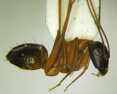 Camponotus sanctus