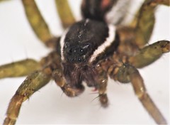Diapontia uruguayensis