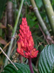 Palicourea triphylla