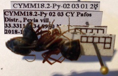 Camponotus sanctus