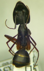 Camponotus sanctus