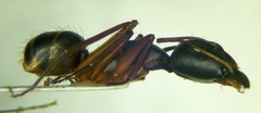 Camponotus sanctus