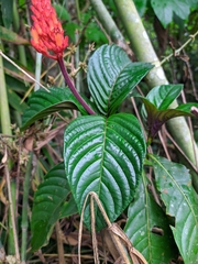 Palicourea triphylla