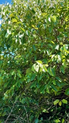 Cinnamomum verum