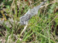 Eriogaster lanestris