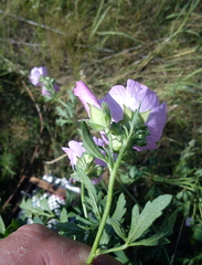 Malva excisa