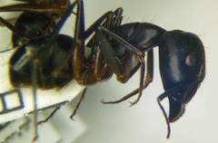Camponotus sanctus