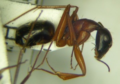 Camponotus sanctus