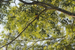 Trogon violaceus