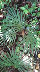 Nephrosperma vanhoutteanum