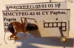 Camponotus sanctus