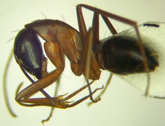 Camponotus sanctus
