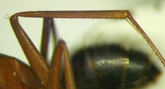 Camponotus sanctus