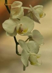 Phalaenopsis
