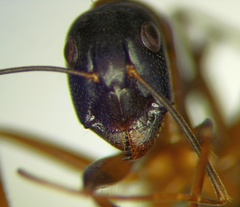 Camponotus sanctus