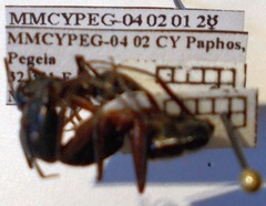 Camponotus sanctus