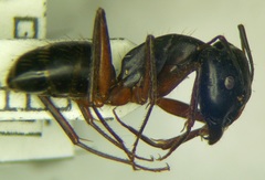 Camponotus sanctus