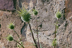 Echinops spinosissimus image