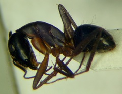 Camponotus sanctus