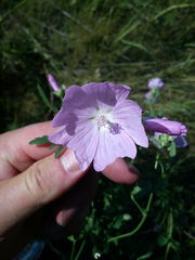 Malva excisa