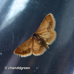 Idaea chotaria