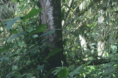 Dendrocincla fuliginosa