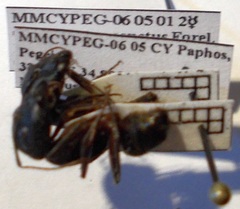 Camponotus sanctus