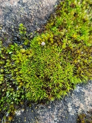 Bryoerythrophyllum recurvirostrum