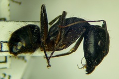 Camponotus sanctus