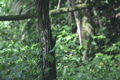 Dendrocincla fuliginosa