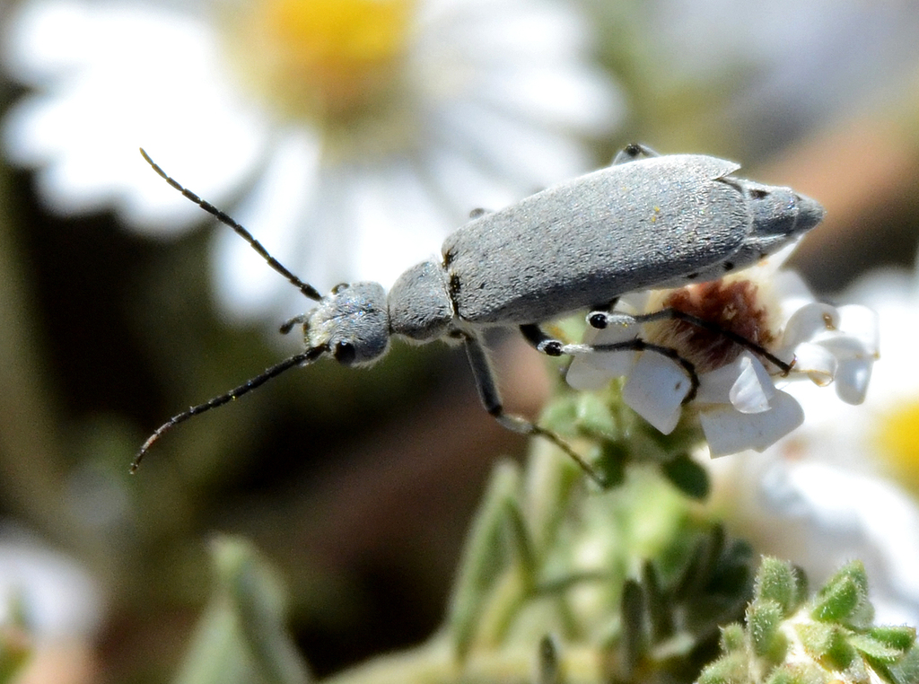 Epicauta aspera