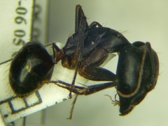 Camponotus sanctus