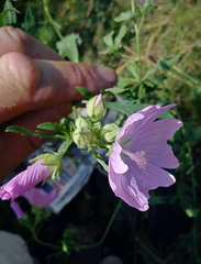Malva excisa