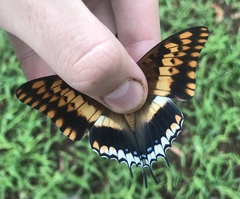 Charaxes saturnus saturnus
