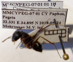 Camponotus sanctus