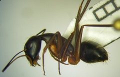 Camponotus sanctus