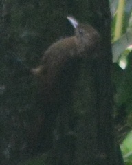 Dendrocincla fuliginosa