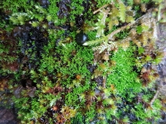 Pseudocrossidium revolutum