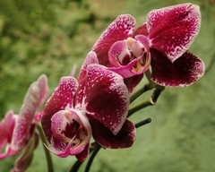 Phalaenopsis