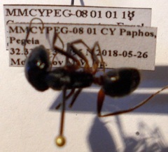 Camponotus sanctus