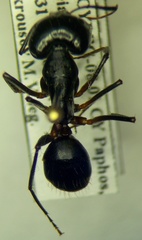Camponotus sanctus