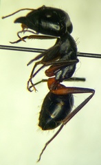 Camponotus sanctus