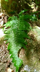 Asplenium wrightii
