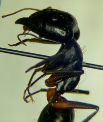 Camponotus sanctus