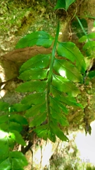 Asplenium wrightii
