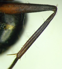 Camponotus sanctus