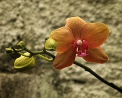 Phalaenopsis